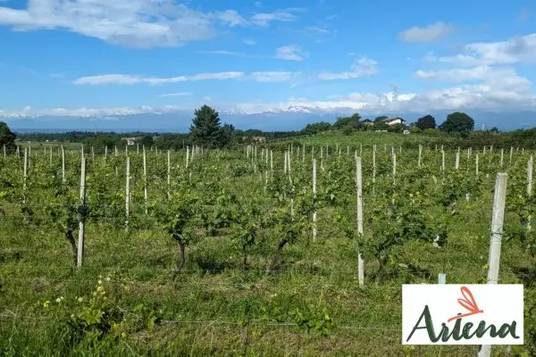 Locandina: Anello tra le vigne ed i boschi dell’Anfiteatro morenico di Ivrea