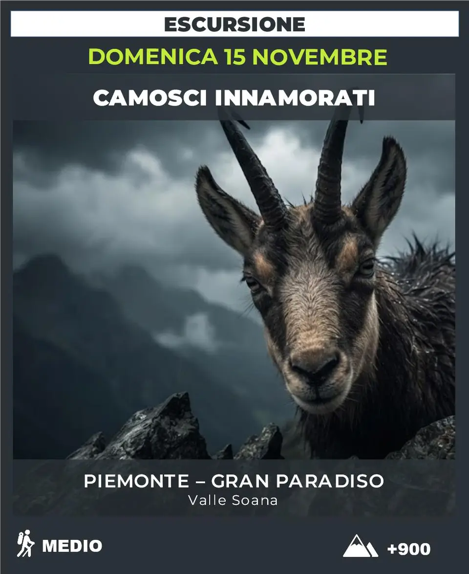 Locandina: CAMOSCI INNAMORATI