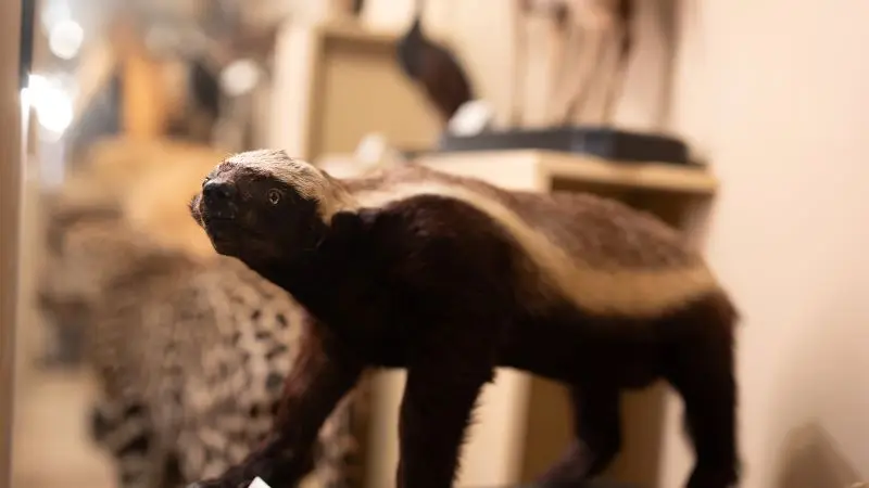 Locandina: Visita guidata al Museo Regionale di Scienze Naturali di Torino.